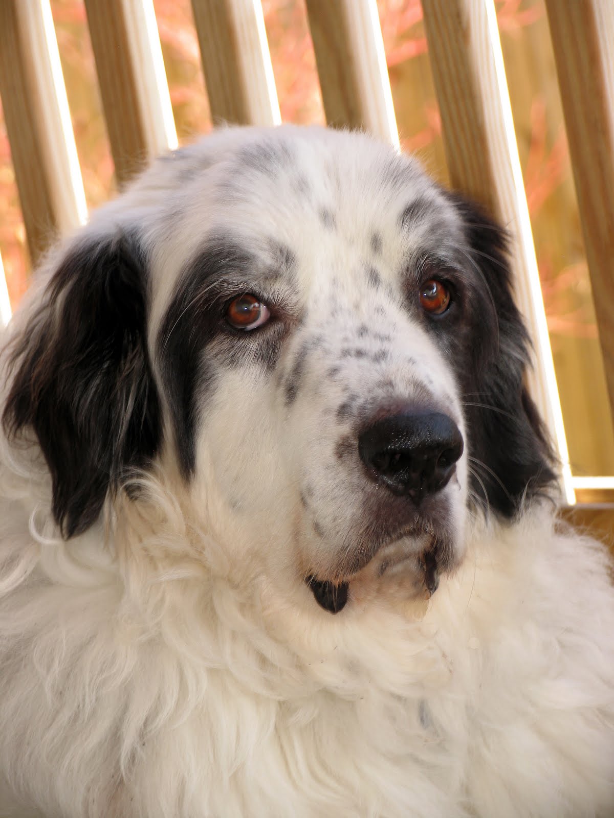 great pyrenees newfoundland mix great pyrenees newfoundland mix